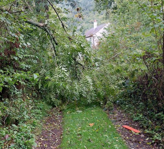 fallen tree